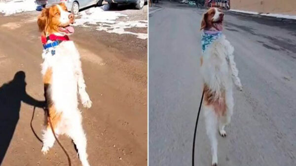 Los perros suelen reponerse ante los desafíos y a pesar de sus difíciles circunstancias salen adelante, ese es el caso de Dexter