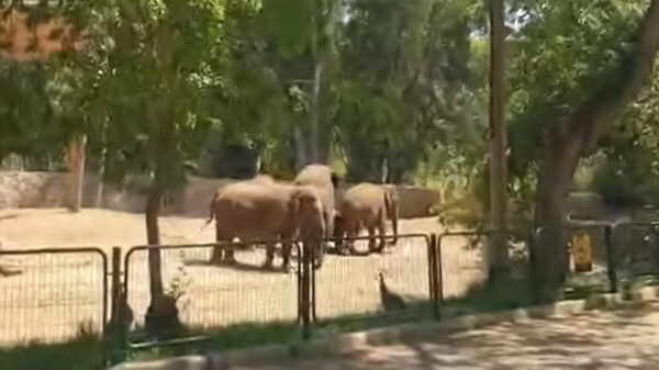 El conflicto bélico entre Israel y la Franja de Gaza,, también afecto a los animales de la zona quienes estragos, entre ellos los elefantes