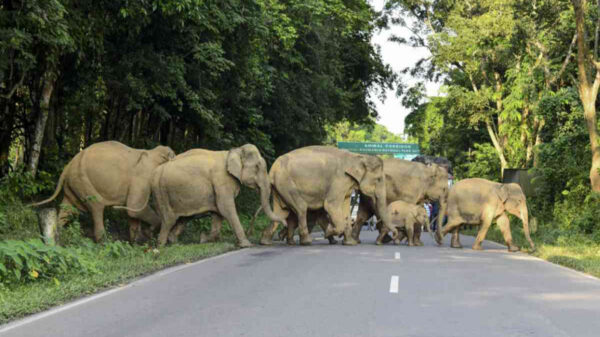 Una plantación de banano en una aldea del estado de Tamil Nadu, en el sureste de la India, fue arrasada por un grupo de elefantes