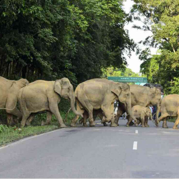 Una plantación de banano en una aldea del estado de Tamil Nadu, en el sureste de la India, fue arrasada por un grupo de elefantes