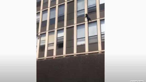 No cabe duda que los gatos son de otro mundo, prueba de ello, es un felino que se viraliza en redes sociales por su impresionante salto