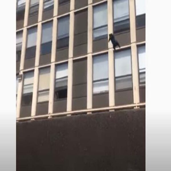 No cabe duda que los gatos son de otro mundo, prueba de ello, es un felino que se viraliza en redes sociales por su impresionante salto