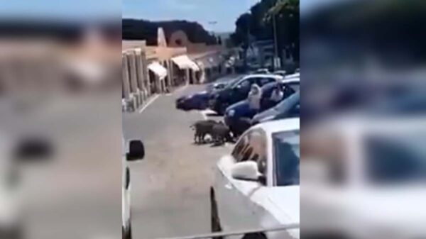 Si crees haber tenido un mal día, checa lo que le pasó a esta mujer, quien fue prácticamente asaltada por una manada de jabalíes