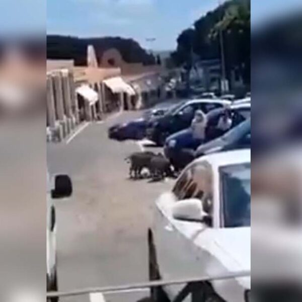 Si crees haber tenido un mal día, checa lo que le pasó a esta mujer, quien fue prácticamente asaltada por una manada de jabalíes