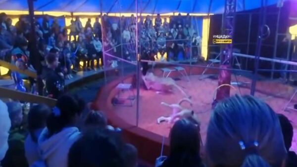 Cuando ofrecía una función de circo en Rusia, un domador de animales fue atacado por dos leonas