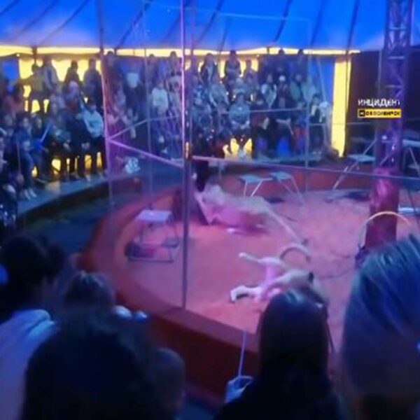 Cuando ofrecía una función de circo en Rusia, un domador de animales fue atacado por dos leonas