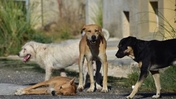 Casos de maltrato animal en Yucatán ya podrán ser multados
