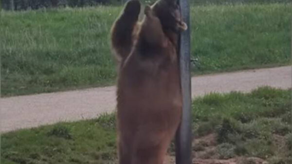 Aunque los osos impone por su tamaño y presencia, también tiene su lado tierno e incluso divertido, prueba de ello es un video que se viraliza