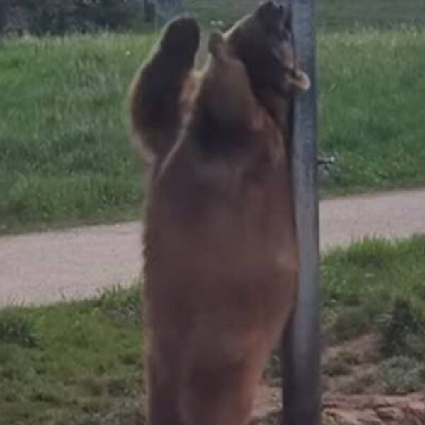 Aunque los osos impone por su tamaño y presencia, también tiene su lado tierno e incluso divertido, prueba de ello es un video que se viraliza