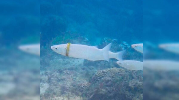 Cuando nadaba en Emily Bay en la isla Norfolk, Nathan Reeve perdió su anillo de bodas y meses después una mujer buzo lo encontró en lugar muy peculiar