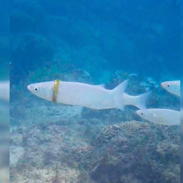 Cuando nadaba en Emily Bay en la isla Norfolk, Nathan Reeve perdió su anillo de bodas y meses después una mujer buzo lo encontró en lugar muy peculiar