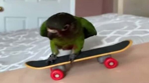 Mickey es un periquito que ha conquistado las redes sociales por su habilidad para el monopatín; el ave parece disfrutar cuando se desliza sobre las ruedas