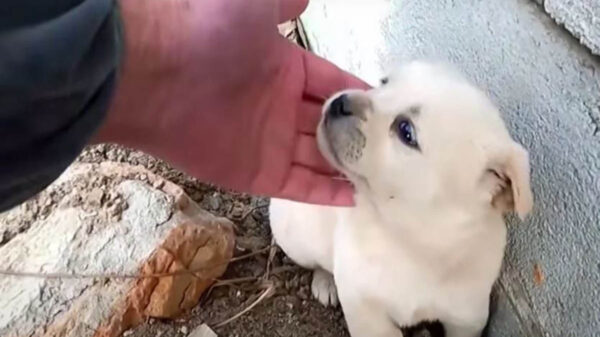 Las historias de perritos abandonados nos muestra el lado oscuro de los humanos, que sin ninguna clase de remordimiento, como el caso del cachorro Hardy