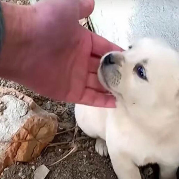 Las historias de perritos abandonados nos muestra el lado oscuro de los humanos, que sin ninguna clase de remordimiento, como el caso del cachorro Hardy