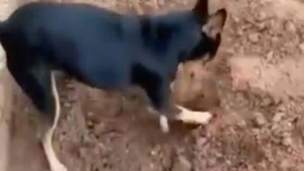 Un hecho considerado como insólito fue protagonizado por el perro de un narcotraficante, el peludo mostró a unos policías el escondite de la droga