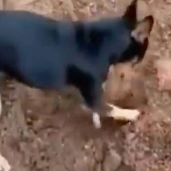 Un hecho considerado como insólito fue protagonizado por el perro de un narcotraficante, el peludo mostró a unos policías el escondite de la droga