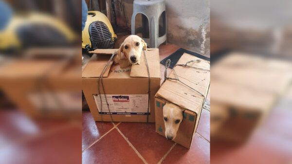 La imagen de unos perritos que son transportados en unas cajas de cartón para que sean esterilizados se viralizan