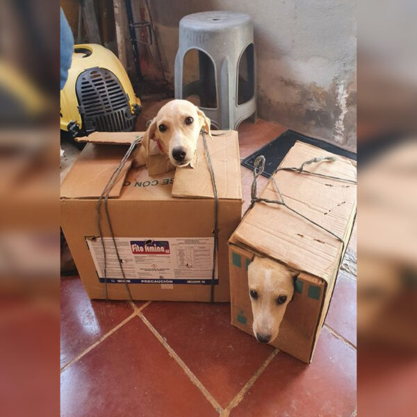 La imagen de unos perritos que son transportados en unas cajas de cartón para que sean esterilizados se viralizan