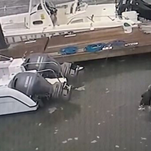 Video: Perro es atacado por un cocodrilo cuando se encontraba en la orilla de un muelle