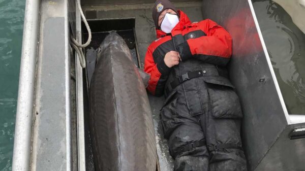 Un enorme ejemplar de esturión de lago con un peso de 108.8 kilos, fue capturado por el equipo científico del Servicio de Pesca y Vida Silvestre de EU