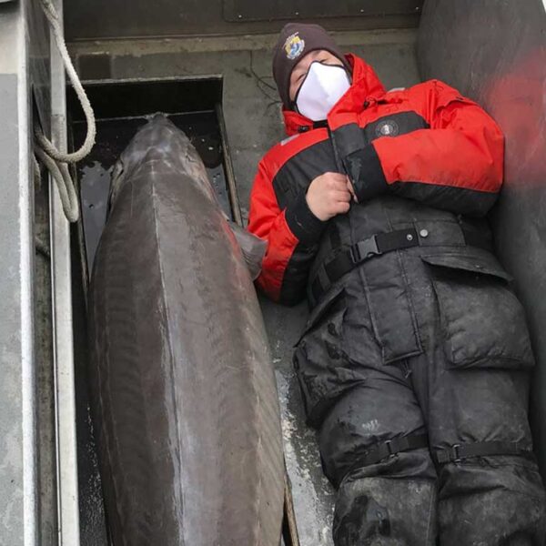 Un enorme ejemplar de esturión de lago con un peso de 108.8 kilos, fue capturado por el equipo científico del Servicio de Pesca y Vida Silvestre de EU