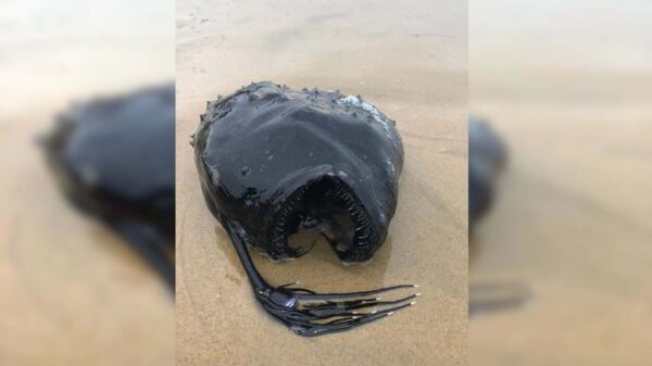 Una rara especie de pez fue encontrado por un bañista que caminaba por Newport Beach, California