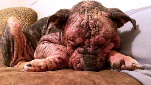 Lainey es un perrita rescatado cuya historia rompe el alma, resulta que fue encontrada en una zanja en las condiciones más deplorables