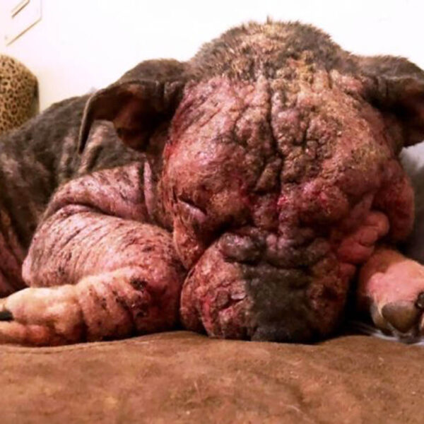 Lainey es un perrita rescatado cuya historia rompe el alma, resulta que fue encontrada en una zanja en las condiciones más deplorables