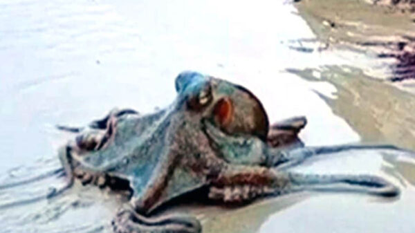 Cuando realizaba un paseo por Wategos Beach, en Australia, una joven captó en video un enorme pulpo que se deslizaba por la arena