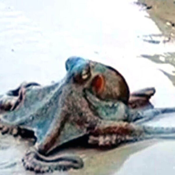 Cuando realizaba un paseo por Wategos Beach, en Australia, una joven captó en video un enorme pulpo que se deslizaba por la arena