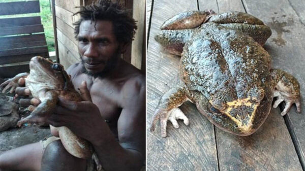 En redes sociales se viraliza un video, donde se muestra a una rana del tamaño de un bebé