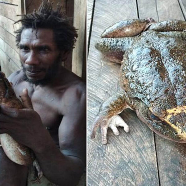 En redes sociales se viraliza un video, donde se muestra a una rana del tamaño de un bebé