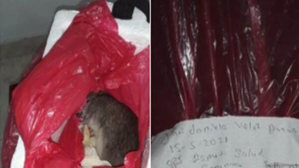 Una familia denunció que el lugar del cuerpo de su bebé que falleció en el vientre de la madre, les entregaron una rata muerta