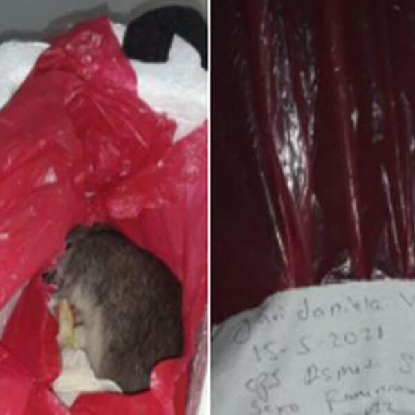 Una familia denunció que el lugar del cuerpo de su bebé que falleció en el vientre de la madre, les entregaron una rata muerta