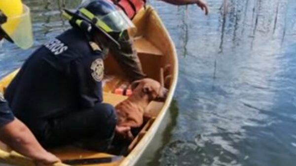 Autoridades rescatan a perrito que iba a morir ahogado en el acuaparque de Mérida