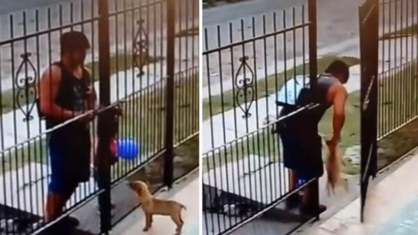 Quintana Roo: Castigarán hasta con 3 años de cárcel el robo de mascotas.