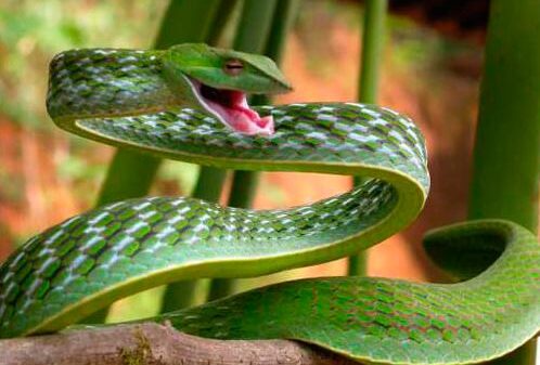 Dos nuevas especies de bacterias resistentes a los antibióticos fueron descubiertas en las heces de un tipo de serpiente