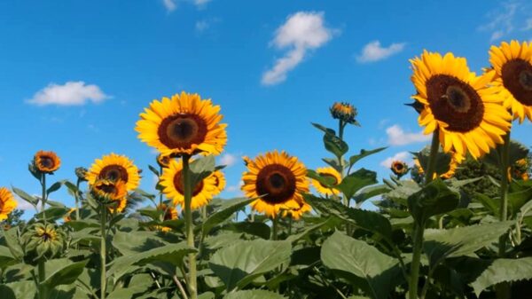 A partir de hoy, Jardín Suut K’iin Lool abre sus puertas a visitantes en Tetiz