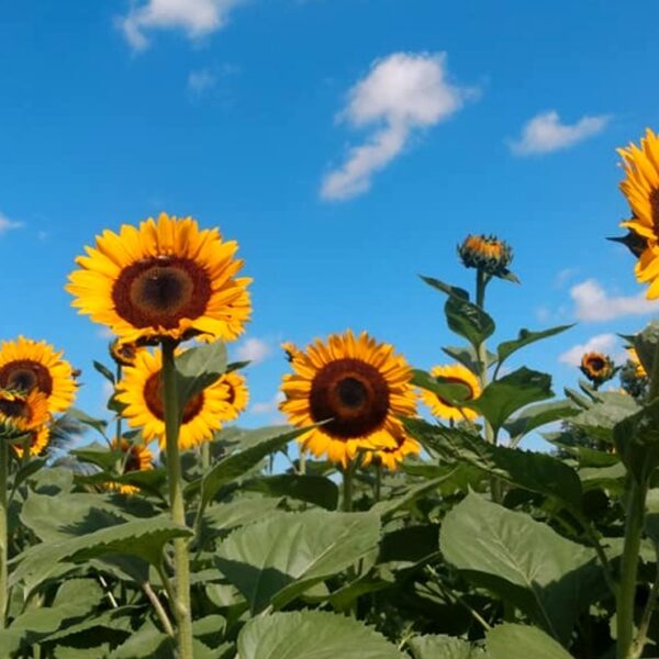 A partir de hoy, Jardín Suut K’iin Lool abre sus puertas a visitantes en Tetiz