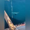 Tremendo susto se llevaron los pasajeros de una embarcación, luego de que un tiburón se aproximara al barco y nadará alrededor