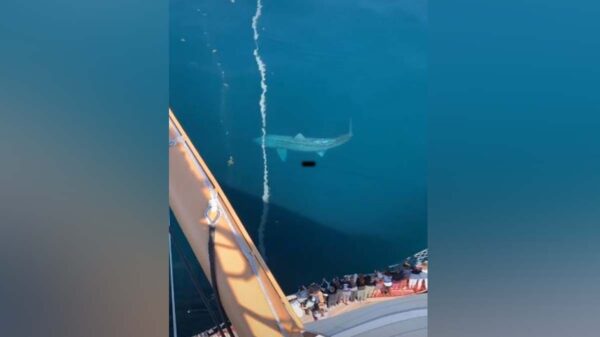 Tremendo susto se llevaron los pasajeros de una embarcación, luego de que un tiburón se aproximara al barco y nadará alrededor