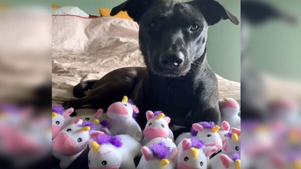 Las manías de nuestras mascotas no puede dar dolores de cabeza, alegrías e incluso asombrarnos, tal es el caso de Rosie, una perrita obsesionada con los unicornios