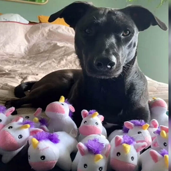Las manías de nuestras mascotas no puede dar dolores de cabeza, alegrías e incluso asombrarnos, tal es el caso de Rosie, una perrita obsesionada con los unicornios