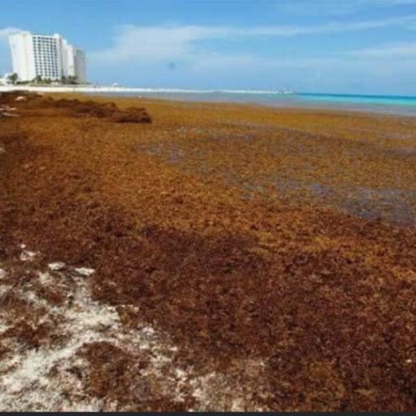 Llegará otro ‘islote’ de sargazo en julio a costas de Quintana Roo.