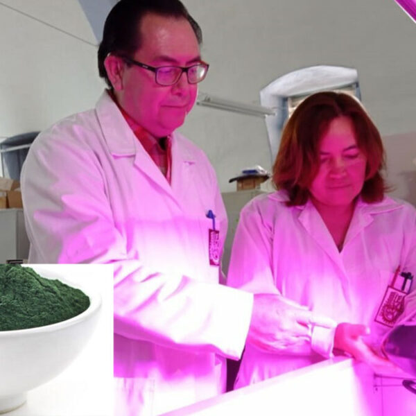 Buscan fortalecer sistema inmune con proteínas de alga Spirulina