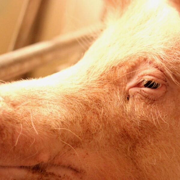 Entre maltrato y estrés calórico mueren 23 cerdos de Kekén en la vía Mérida-Cancún