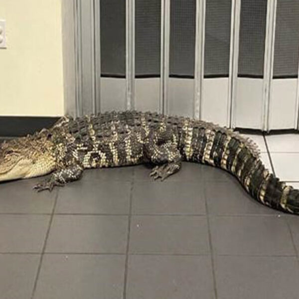 Tremendo susto se llevó un usuario del Servicio Postal de Estados Unidos (EU), quien se topó frente a un cocodrilo de dos metros