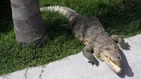 Sancionarán a hotel donde un menor de edad fue atacado por un cocodrilo