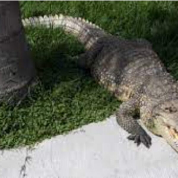 Sancionarán a hotel donde un menor de edad fue atacado por un cocodrilo