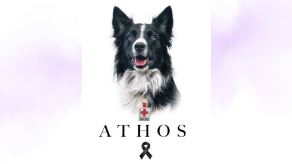 Envenenan a ‘Athos’, perro rescatista de la Cruz Roja y héroe del 19-S.